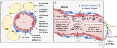 Immunological Regulation of Vascular Inflammation During Cancer Metastasis